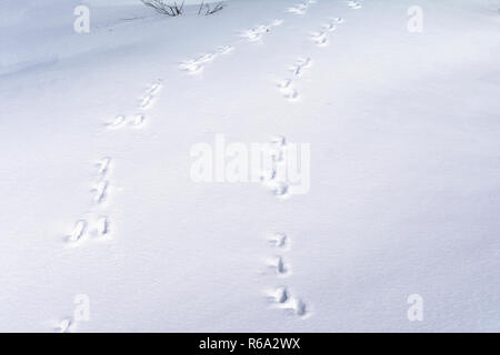 Hase Fuß Spuren im Schnee Wald. Winter Hintergrund Stockfoto