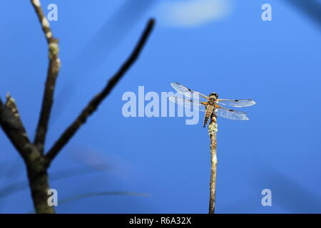 Libelle Stockfoto