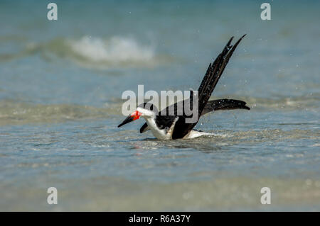 Ein schwarzes Abstreicheisen (Rynchops niger) spritzt und grroms im Golf von Mexiko in Wiggins Pass, Florida. Stockfoto