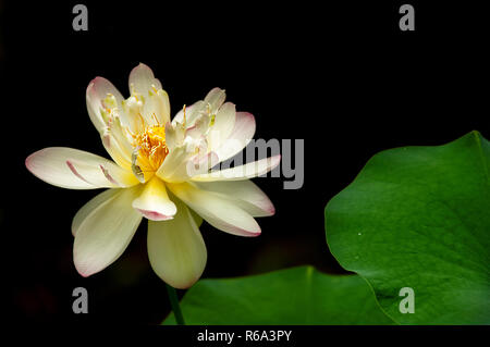 Eine Lotus Blüte vor einem schwarzen Hintergrund mit grünen Blüten. Stockfoto