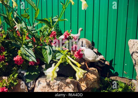 Helmitted Perlhuhn Herumlaufen auf der Suche Essen Stockfoto