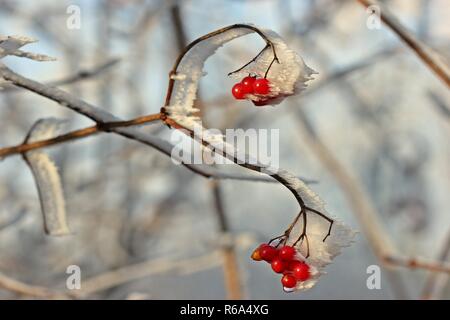 Beeren der gemeinsamen Schneeball (Viburnum opulus) mit Raureif auf den hohen Meissner Stockfoto