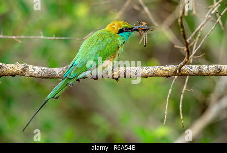 Bee-eater mit Insekt im Schnabel auf Zweig. Die grüne Bee-eater. Wissenschaftlicher Name: Merops orientalis, manchmal kleine grüne Bee-eater. Sri Lanka. Stockfoto