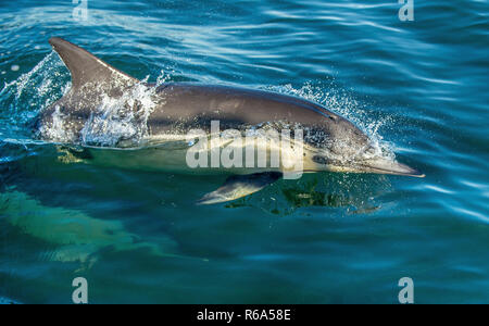 Dolphin, Schwimmen im Ozean. Die lange-beaked Common dolphin (Wissenschaftlicher Name: Delphinus capensis) im Atlantischen Ozean. Stockfoto