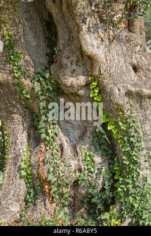 Alte knorrige Olivenbaum Trunks sind ein faszinierendes Werk der Natur Stockfoto