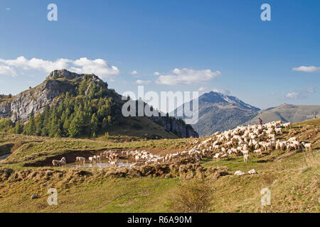 Schafherde mit Hirte weidet auf der Hochebene des Monte Baldo Gebiet Stockfoto