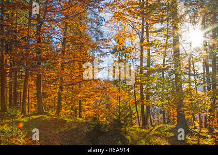 Auf einem Durch die lichtdurchfluteten Laubwald erreichen Sie die herbstliche Eindrücke und Farben genießen Stockfoto