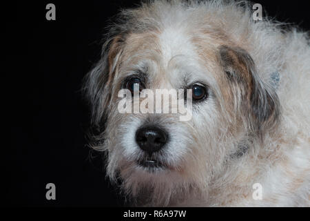 Porträt einer gemischten Rasse Hund Im Studio Vor schwarzem Hintergrund Stockfoto