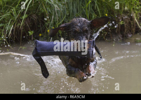 Enthusiastisch Rough-Haired Dackel Im Wasser arbeiten Stockfoto