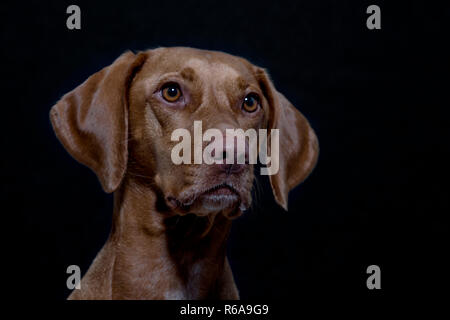 Porträt einer Magyar Vizsla auch als Kurzhaarigen Ungarischen Pointer im Studio Vor schwarzem Hintergrund Stockfoto