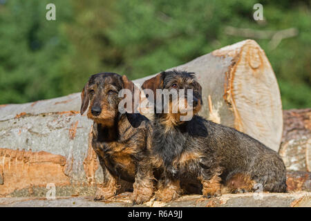 Zwei Dackel stehen auf einem Woodpile im Wald Stockfoto