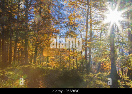 Auf einem Durch die lichtdurchfluteten Laubwald erreichen Sie die herbstliche Eindrücke und Farben genießen Stockfoto