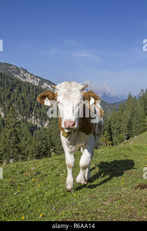 Junge Kuh auf einer Wiese Stockfoto