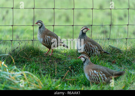 Red-legged Partridge in Exmoor National Park Stockfoto