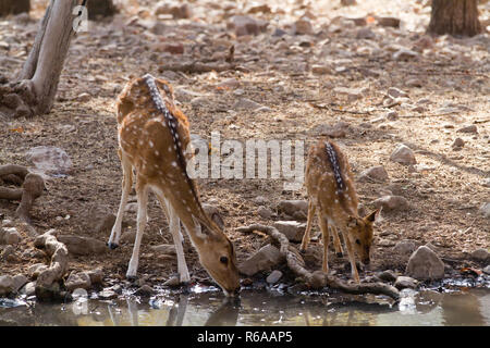 Antilopen von ranthambore finden in Indien Stockfoto