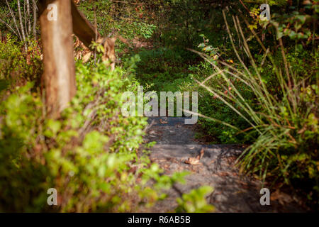 Boden Treppen auf dem Hügel unter den Wald im schönen, sonnigen Tag. Pflanzen und Baum an einem regnerischen Tag Stockfoto