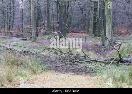 Baum gefallen Bausteine einen Pfad Stockfoto