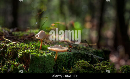 Braun Pilz Pilze im Wald zwischen Herbst Laub und Moos auf einem Baumstamm mit stimmungsvollen Herbst Sonne Licht Stockfoto