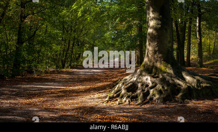 Alten einsamen Baum in bunten Laubwald an der Kreuzung der ein Feldweg mit Wicklung Baumwurzeln im schönen Herbst Licht Stockfoto