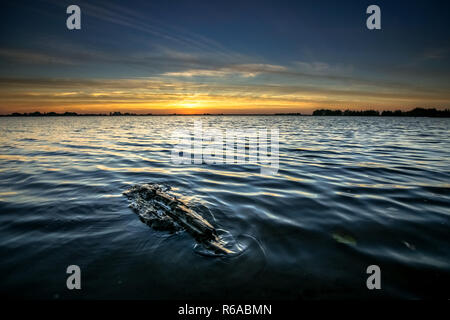 Sonnenuntergang an der Kante entlang der Seen in Flevoland. Floating Stück Treibholz an der Küste mit Blick über die flache holländische Polderlandschaft gewaschen. Stockfoto