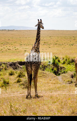 Isolierte Giraffe in der Nähe von Acacia im Park von Mara Kenia Stockfoto
