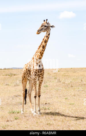 Isolierte Giraffe in der Nähe von Acacia im Park von Mara Kenia Stockfoto