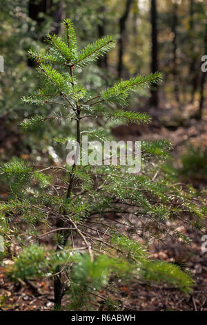 Junge Pine Tree wächst im Schatten eines großen imposanten Baum in den dunklen Wald. Sonnenlicht strahlt Runde junge Baum beim großen Baum, der seine Schatten über es Stockfoto