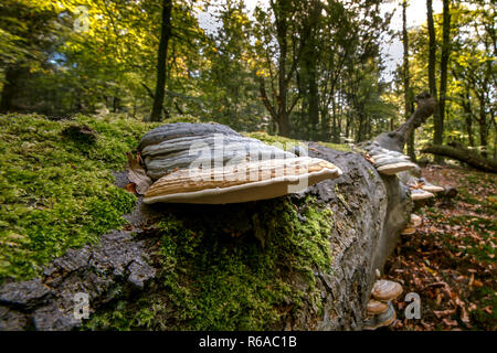 Gefallenen toten Baumstamm in einem Wald. Große eindrucksvolle Pilz Pilze übernehmen Baumstumpf als Teil eines natürlichen Zersetzungsprozess Stockfoto