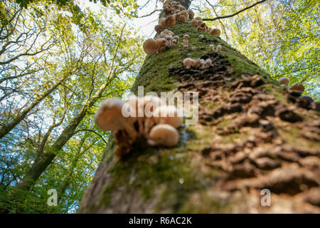 Pilz fotografiert von unten in das grüne Laub mit seiner Baumkrone und Zweige gegen einen sonnigen Hintergrund Stockfoto