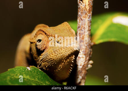 Schönen Panther chameleon, Madagaskar Stockfoto