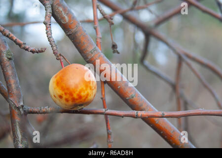 Die letzte überreifen Apfel hängt an einem Ast. Herbst Stockfoto