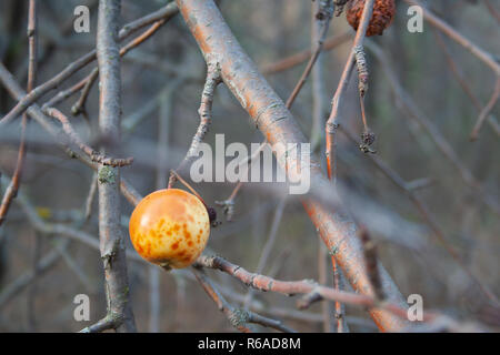 Die letzte überreifen Apfel hängt an einem Ast. Herbst Stockfoto