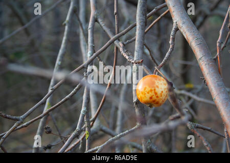 Die letzte überreifen Apfel hängt an einem Ast. Herbst Stockfoto