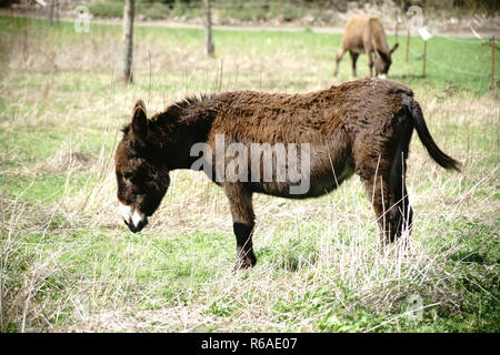 Esel Stockfoto