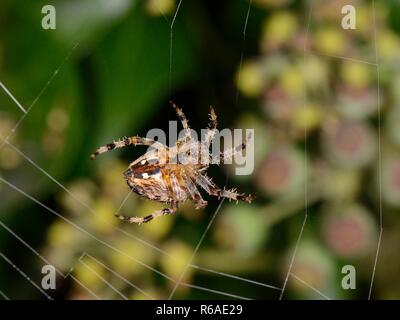 Weibliche European Garden Spider/Kreuz orbweaver (Araneus diadematus) Spinnen Ihre Web auf einem Efeu Zaun in der Nacht, Wiltshire, UK, September abgedeckt. Stockfoto