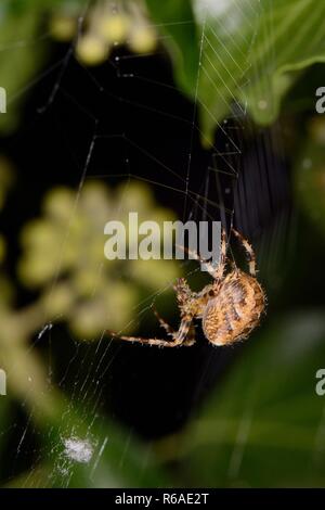 Weibliche European Garden Spider/Kreuz orbweaver (Araneus diadematus) Spinnen Ihre Web auf einem Efeu Zaun in der Nacht, Wiltshire, UK, September abgedeckt. Stockfoto