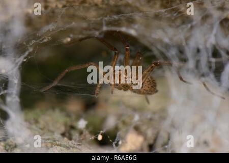 Weibliche Haus Spinne (Tegenaria sp.) auf ihrer Webseite in einer alten Steinmauer, Wiltshire, Großbritannien, Oktober.
