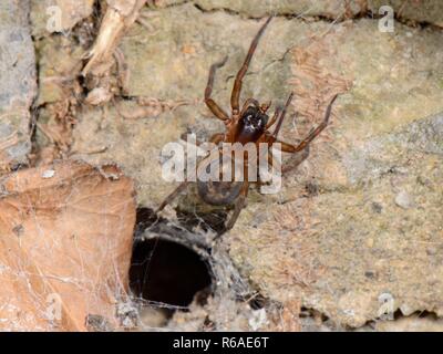Gemeinsame spitze Weaver/Lace-webbed Spinne (Amaurobius Imilis) in der Nähe der Mündung der Seide gesäumten Spalt in einer alten Steinmauer mit Chloropid fliegen Beute, Großbritannien Stockfoto