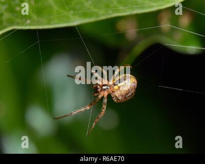 Fehlende Sektor orb-Weaver (Zygiella x-Notata) Spinnen Ihre Web auf einem Efeu bedeckt Zaun in der Nacht, Wiltshire, UK, September. Stockfoto