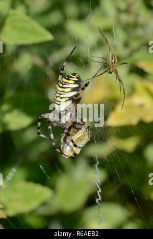 Männliche Wasp spider (Argiope Bruennichi) Anfahren einer weiblichen Ihr vor Gericht, da sie auf verpackte Beute in ihre Web, Dorset, Großbritannien, Juli feeds. Stockfoto