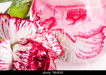 Nelke In kristallklarem Eis Stockfoto