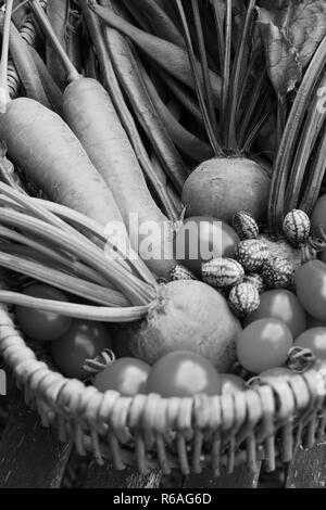 Frische Produkte aus der Gemüsegarten in einem Korb gesammelt Stockfoto