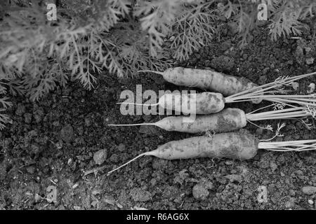 Vier Karotten frisch aus dem Gemüsegarten geerntet Stockfoto