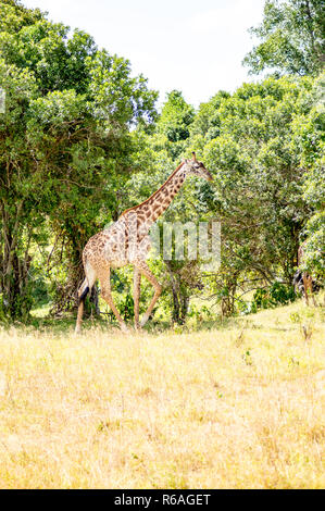 Isolierte Giraffe in der Nähe von Acacia im Park von Mara Kenia Stockfoto