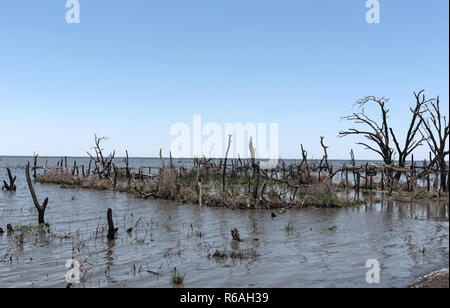 Das sumpfige Ufer von Lake ergiessende Okawango südlich des Okawango Delta in Botswana. Stockfoto