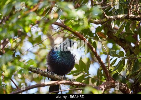 Tui Vogel in den Bäumen Stockfoto