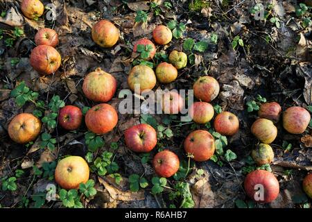 Bio Apfel im Herbst auf einem Herbst Obst Wiese Stockfoto