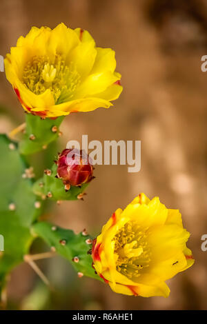 Gelbe Blumen von einem blühenden Kaktus Stockfoto