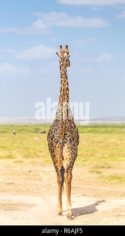 Einsame Giraffe im Amboseli Nationalpark, Kenia. Stockfoto