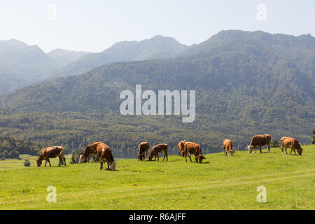 Tiere auf der Wiese abowe Bohinj See in den slowenischen Alpen mit Bergen im Hintergrund. Stockfoto